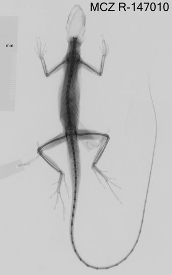 Media type: image;   Herpetology R-147010 Aspect: dorsoventral x-ray